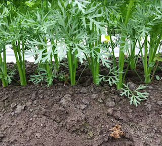 Easy Grow Food - Seed Rope & Bionoc 1