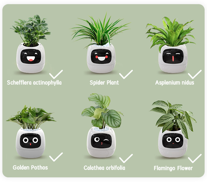 Смарт Плант. Робот Айви. Smart Planter Ivy купить. Smart plant