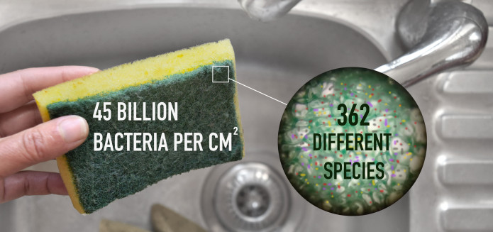 Kitchen sponges are bacteria's dream home