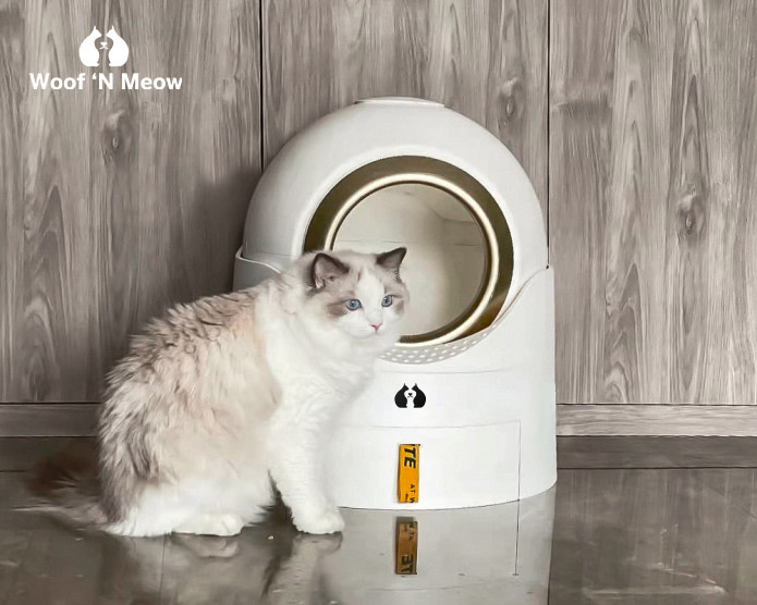 10 automatic litter boxes that you and your cat will love - Reviewed