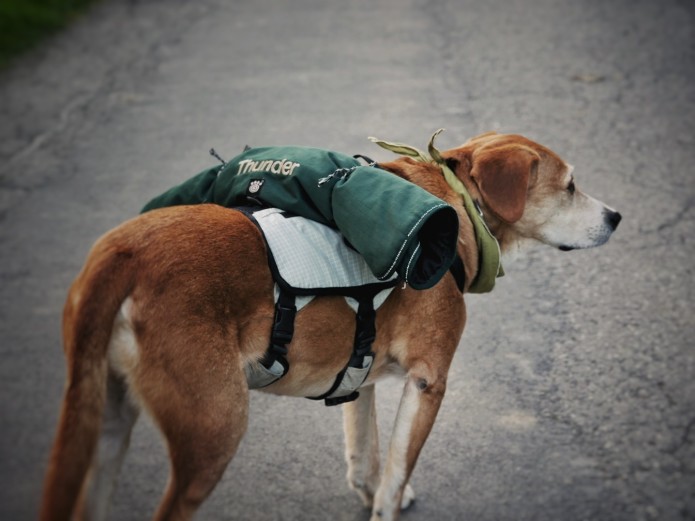 Waterproof Dog Backpack for K9 Rescue & Adventure Indiegogo