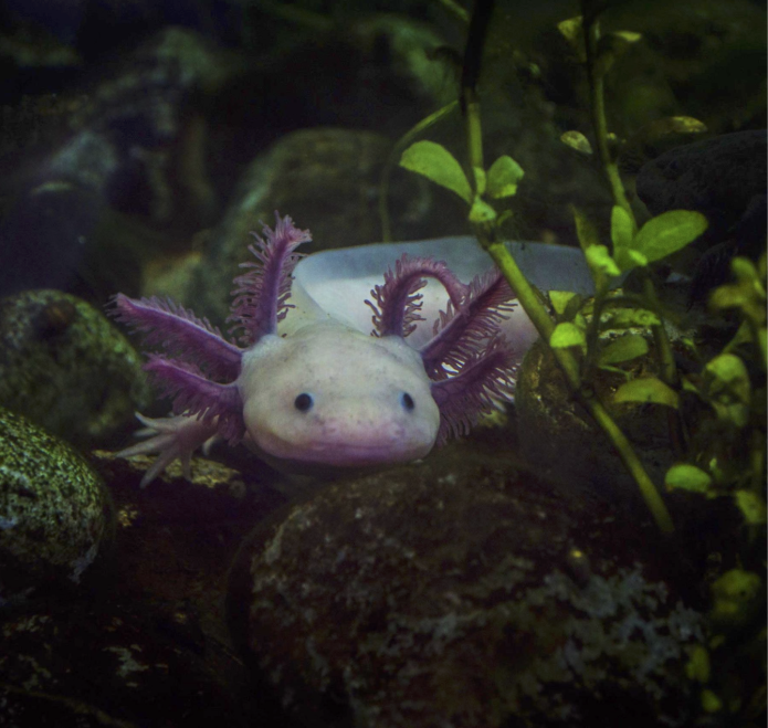 Axolotl Frequency | Indiegogo