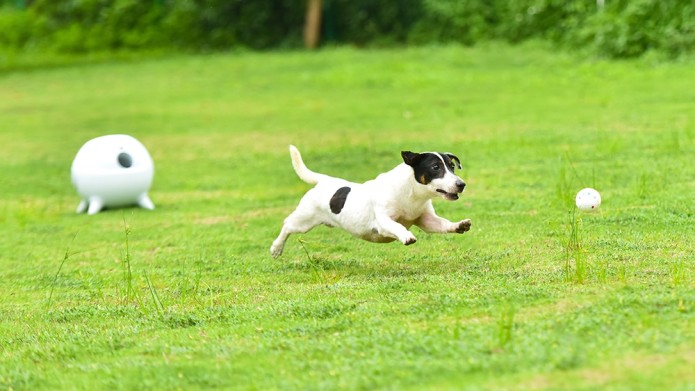 Pet Ball Launcher - Invention Assistant