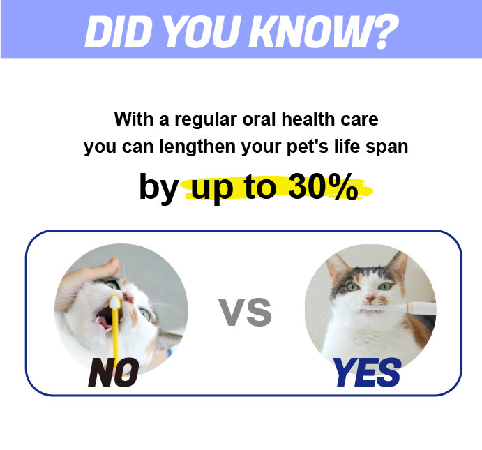 Purring electric toothbrush for cats Indiegogo