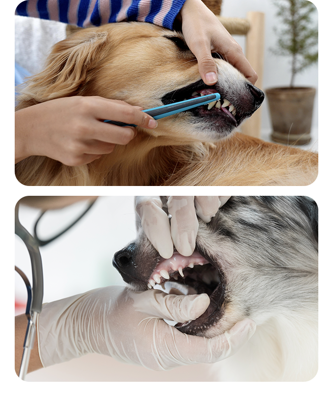 Indiegogo 2025 dog toothbrush