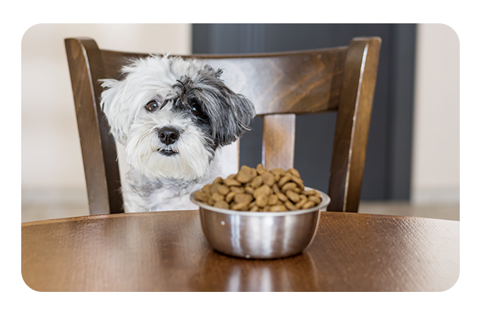 Kickstarter dog clearance toothbrush