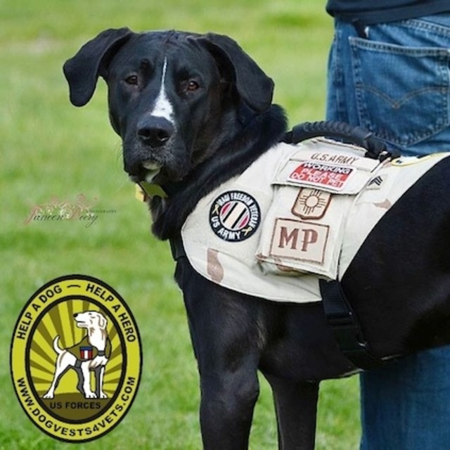 dog vests for vets