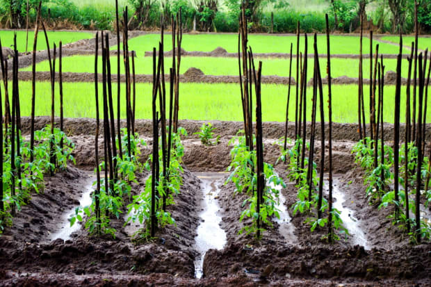 Urban Gardening Project BLPC Community Manila Philippines 